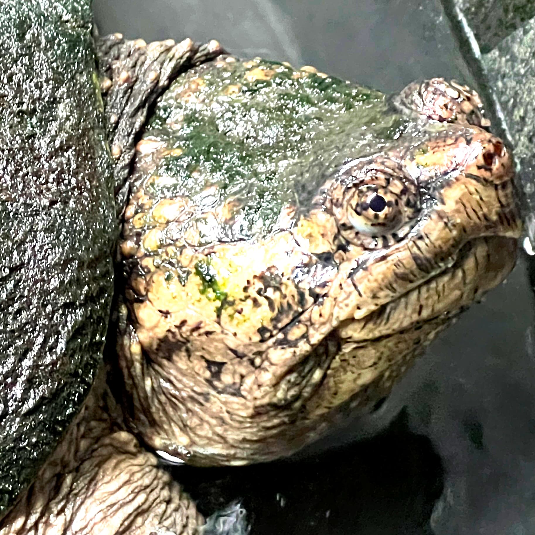 A closeup ofQuinn, a snapping turtle.