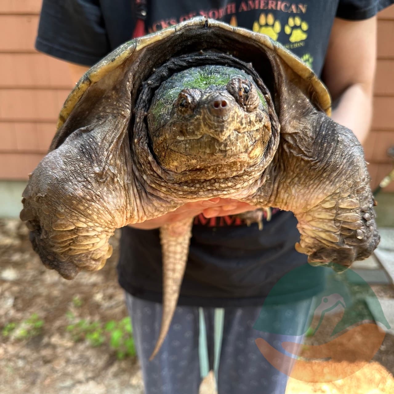 A snapping turtle being held