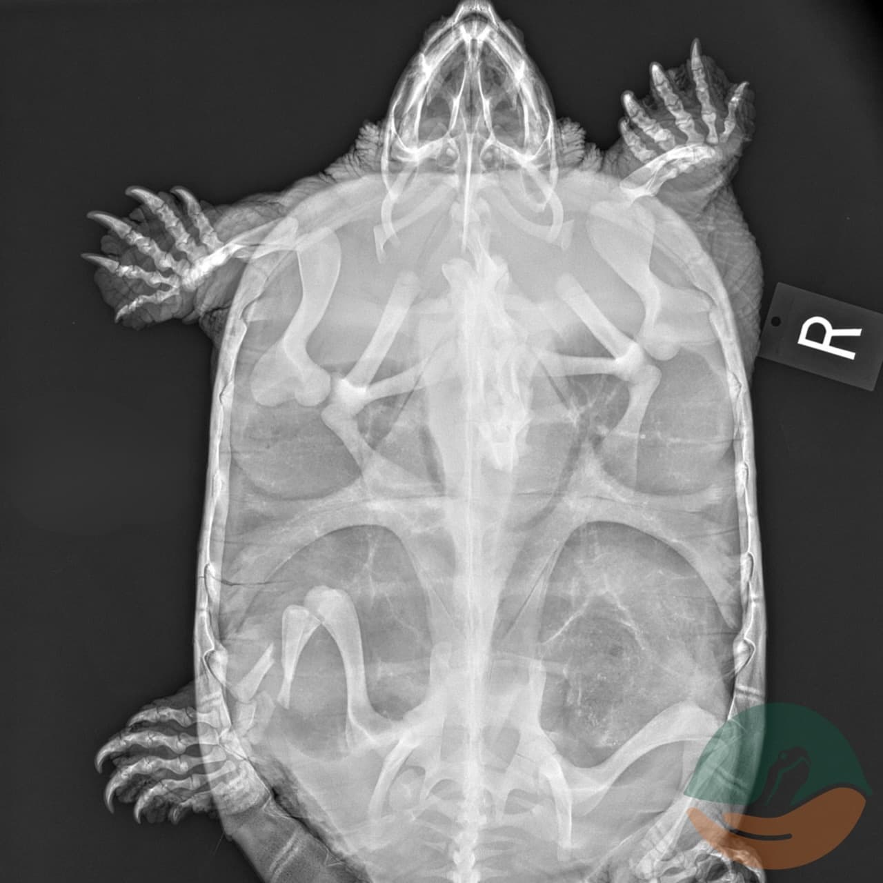 Radiograph of a snapping turtle, Quinn