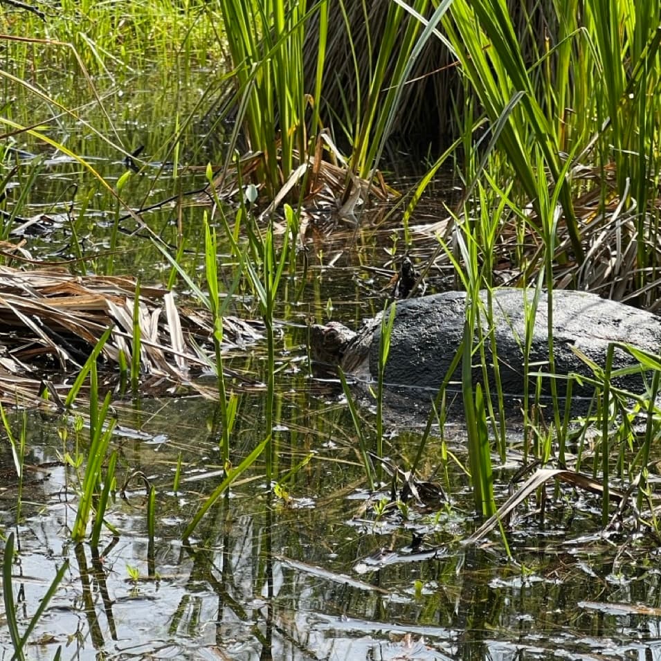Quinn, a snapping turtle, during his release