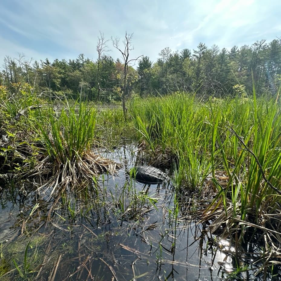 Quinn, a snapping turtle, during his release
