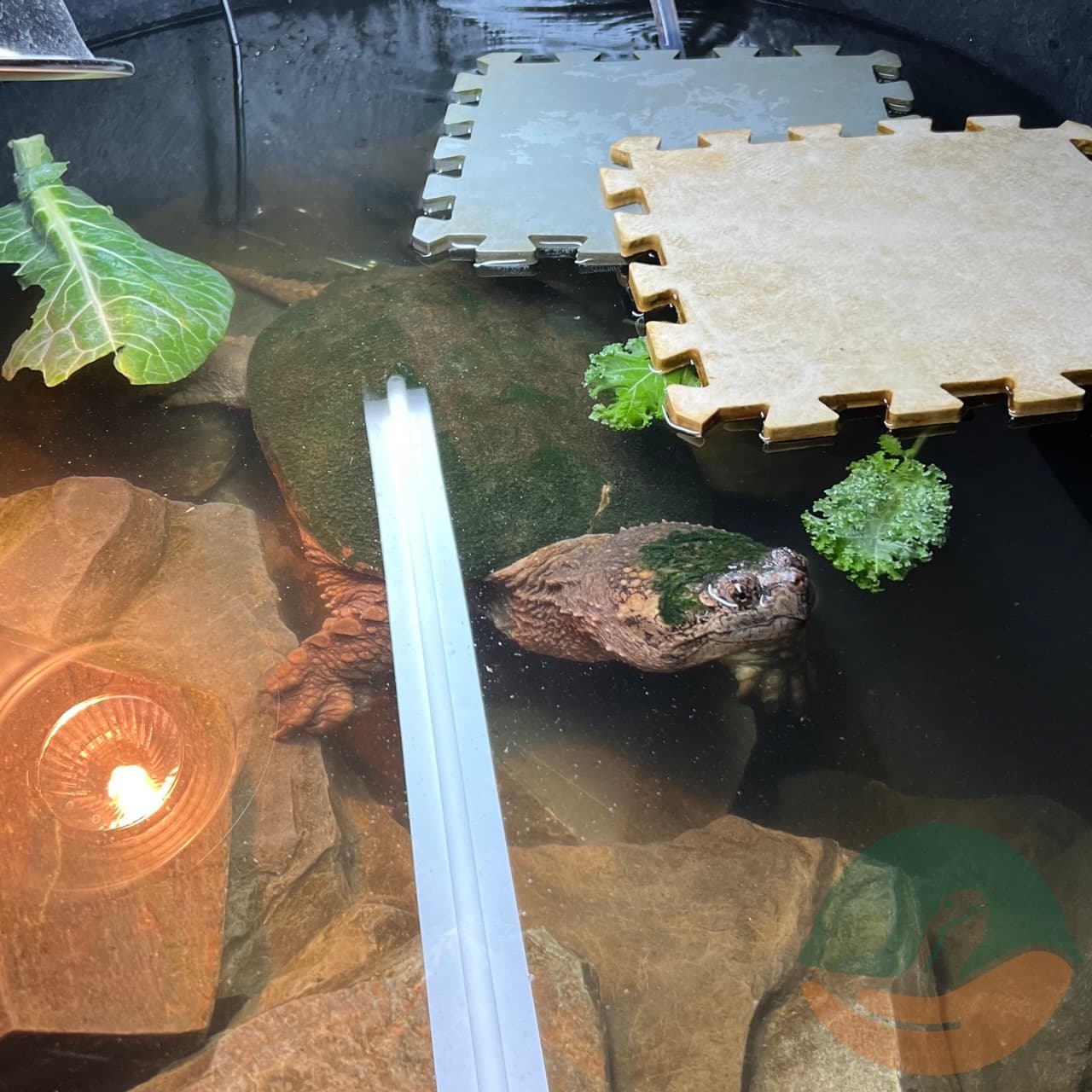 A snapping turtle patient, Quinn, in his enclosure