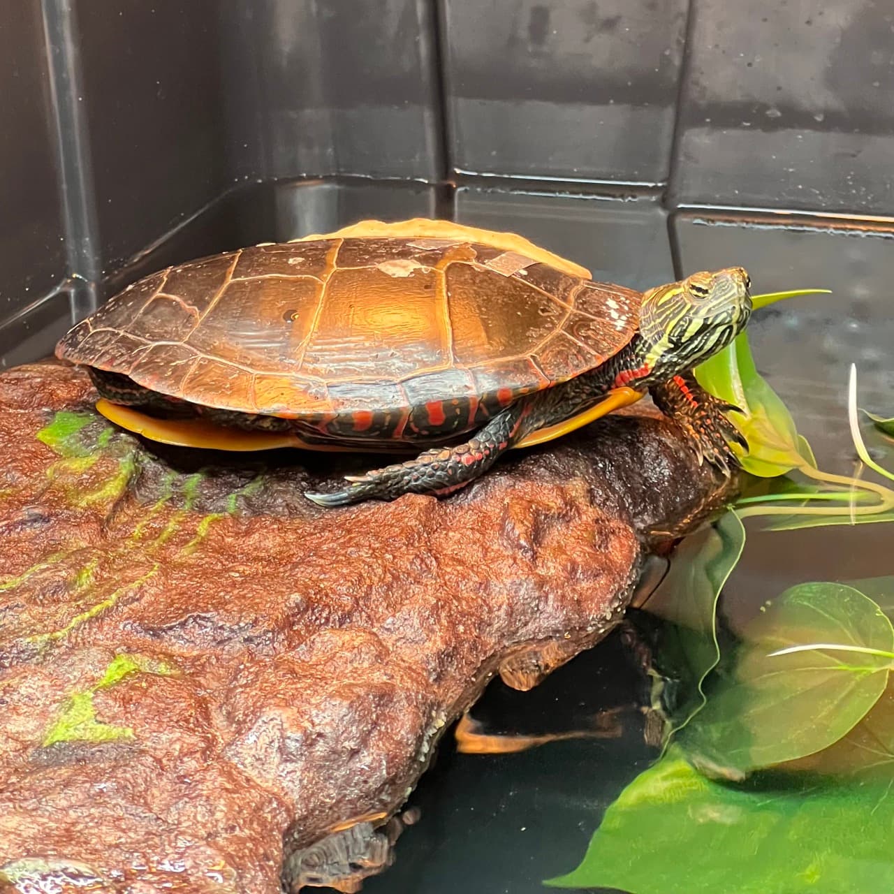 Ursinia, a painted turtle, resting on her basking platform