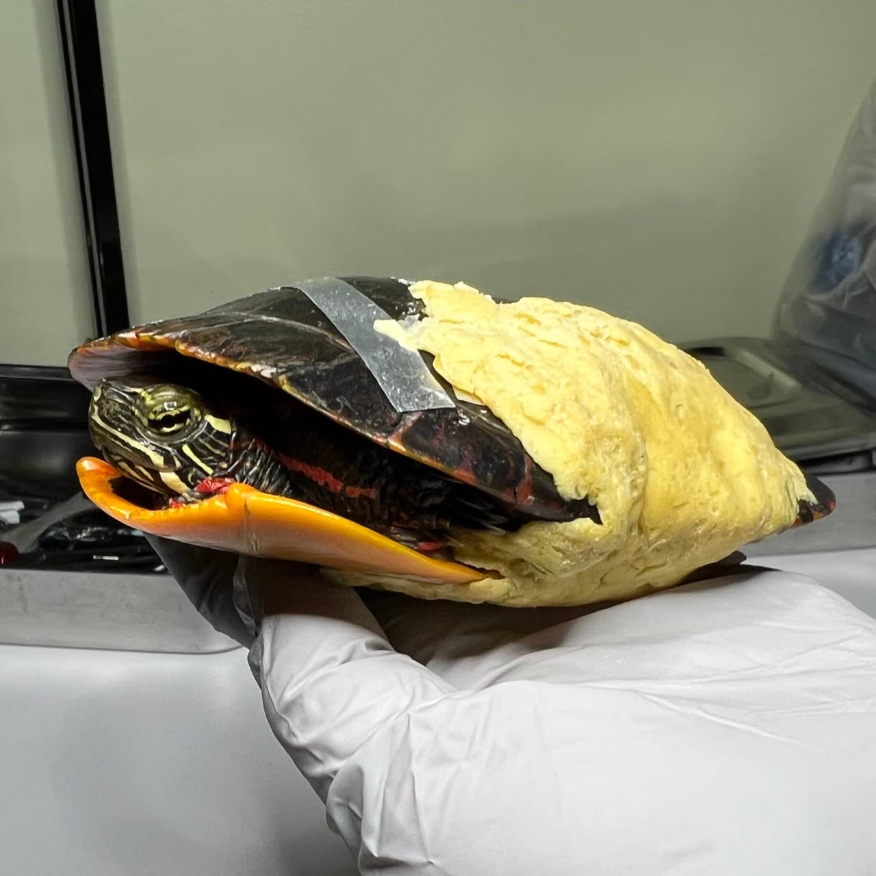 Close-up of Ursinia after her beeswax bandage was applied