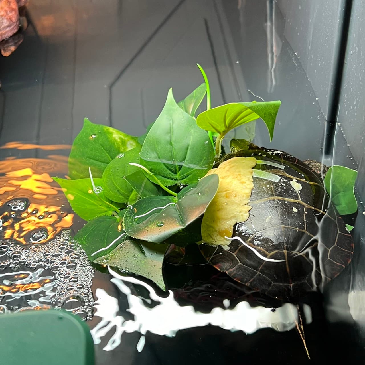 Ursinia, a painted turtle, resting on her artificial plant in the water
