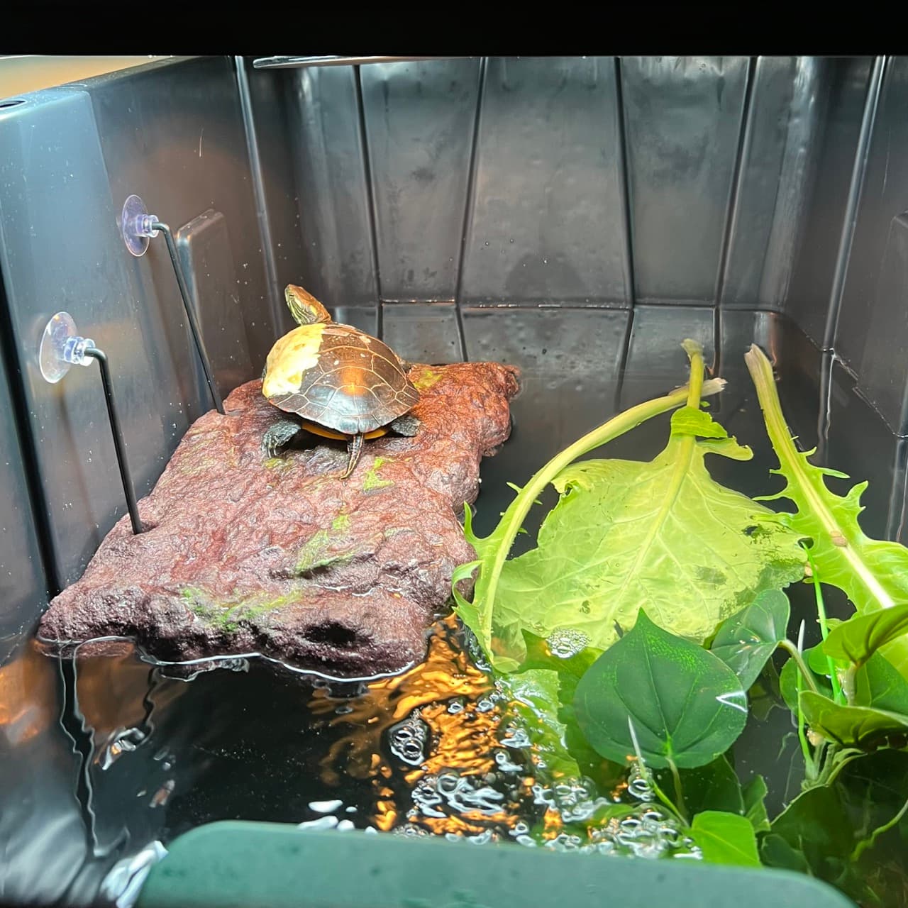Ursinia, a painted turtle, on her basking platform
