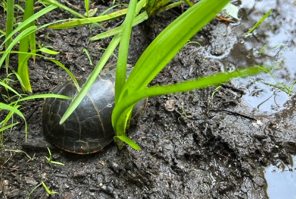 Ursinia being released back to her home wetlands