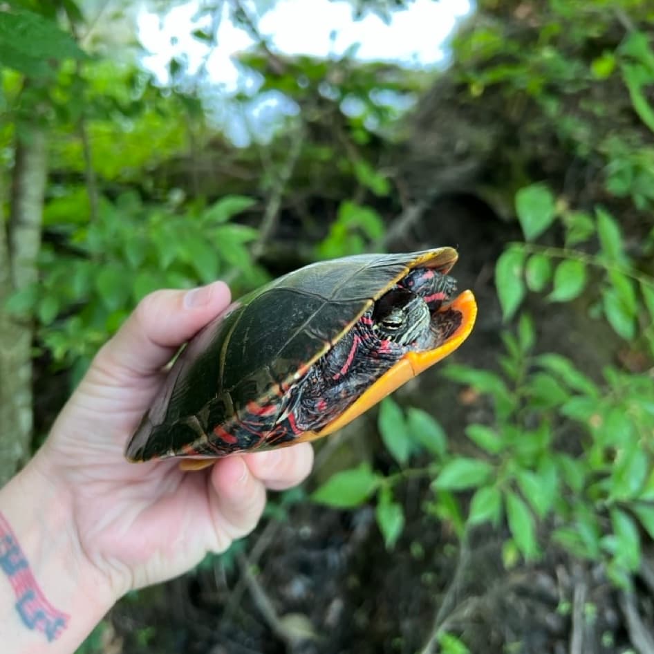 Ursinia, a painted turtle, before release back home.