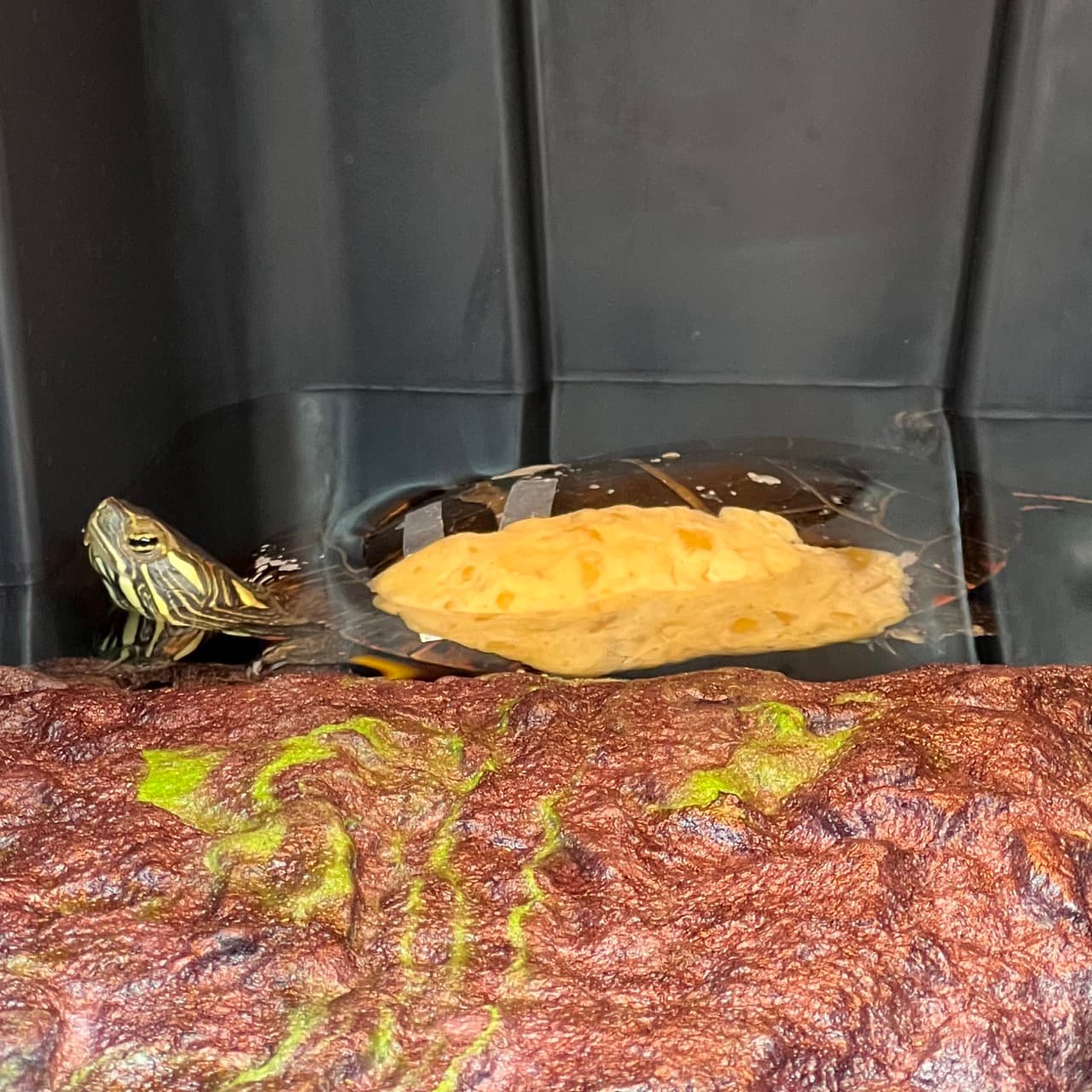 Ursinia, a painted turtle, resting at the edge of the basking dock