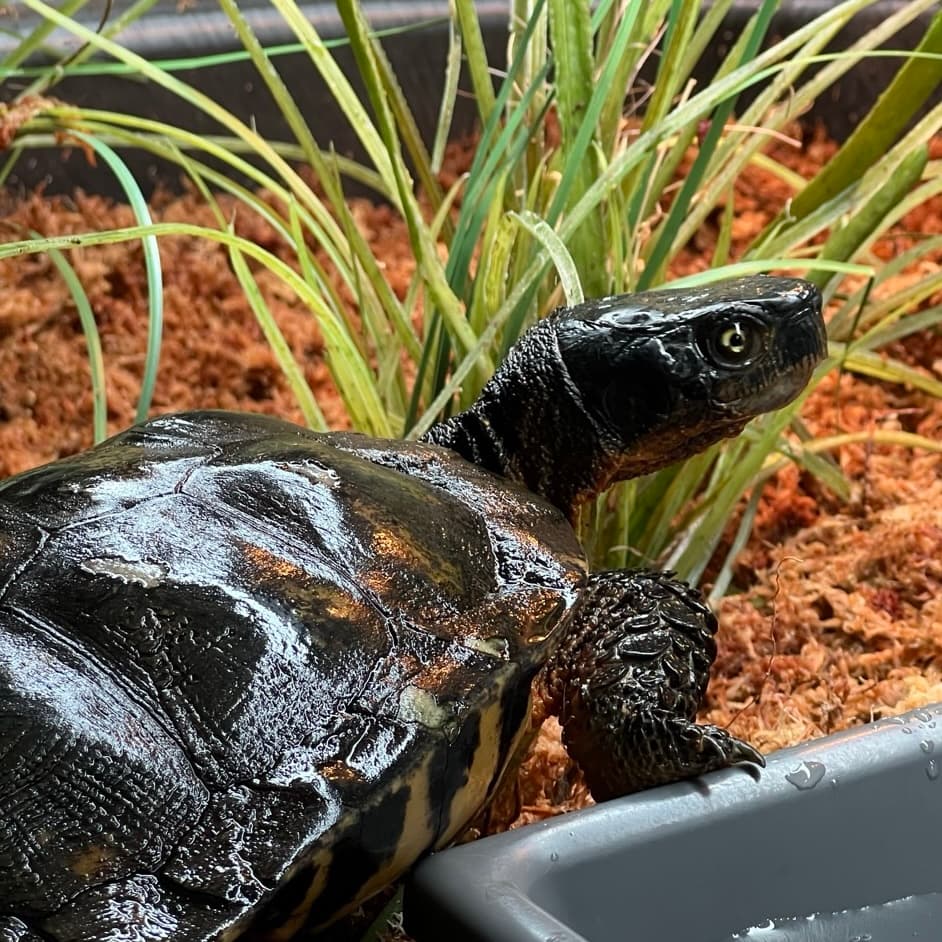 Xanthisma in his mossy terrestrial setup