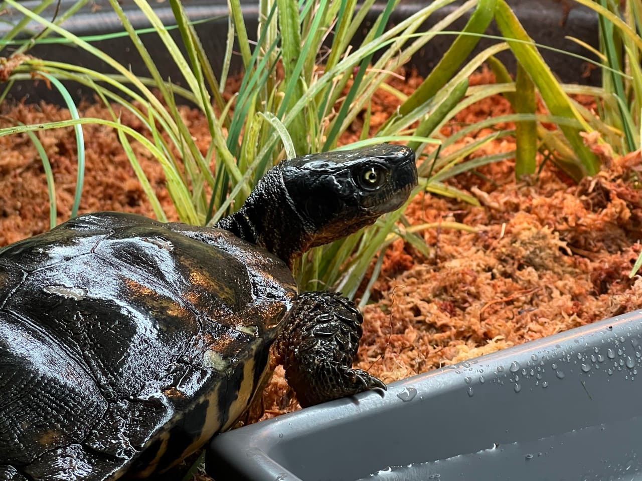 Xanthisma in his mossy terrestrial setup