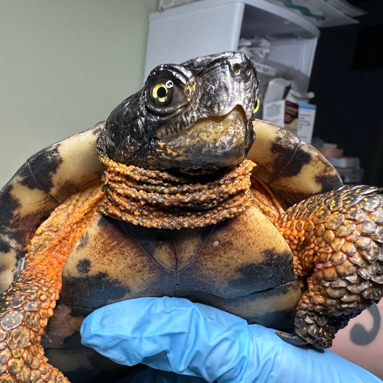 Xanthisma, a wood turtle