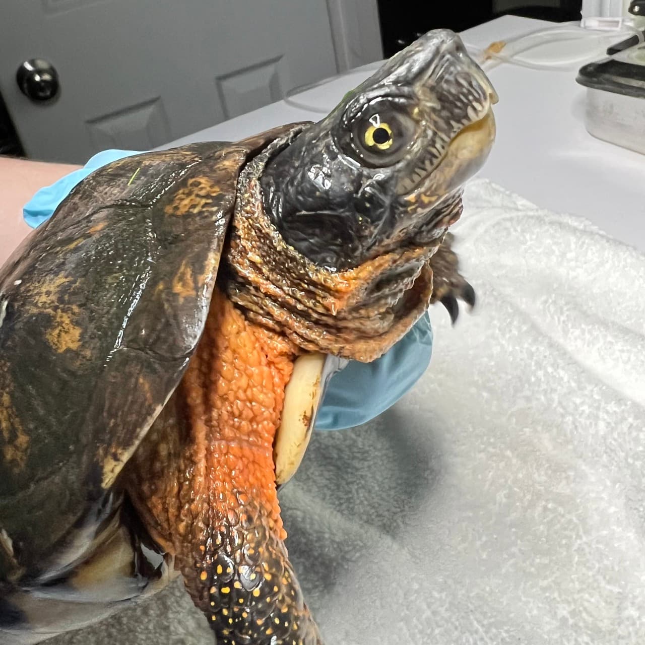 Xanthisma, a wood turtle, during an exam