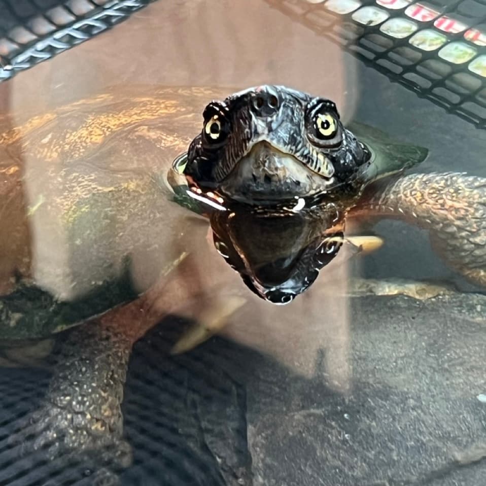 Xanthima in his water