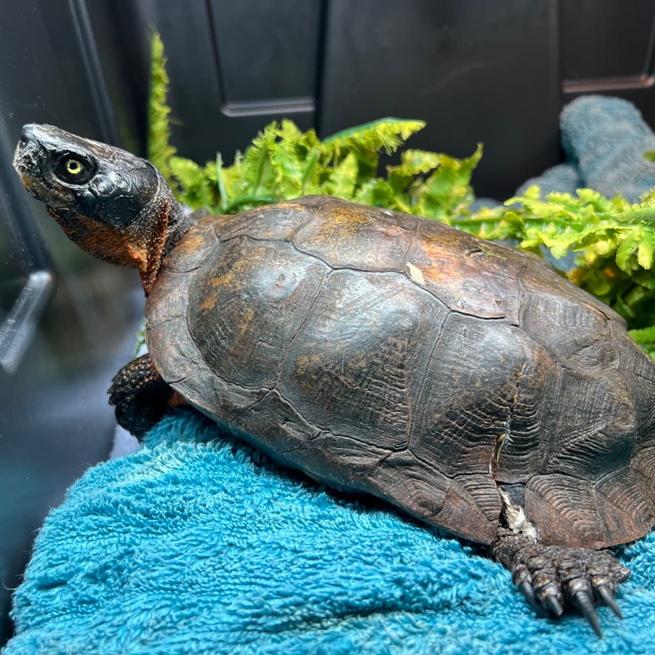 Xanthisma laying on the towel in his enclosure