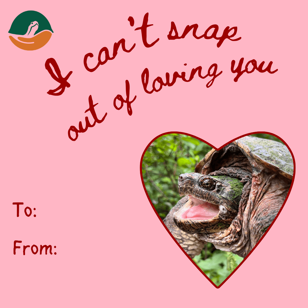 Valentine's Day card featuring a snapping turtle with the text 'I can't snap out of loving you'.