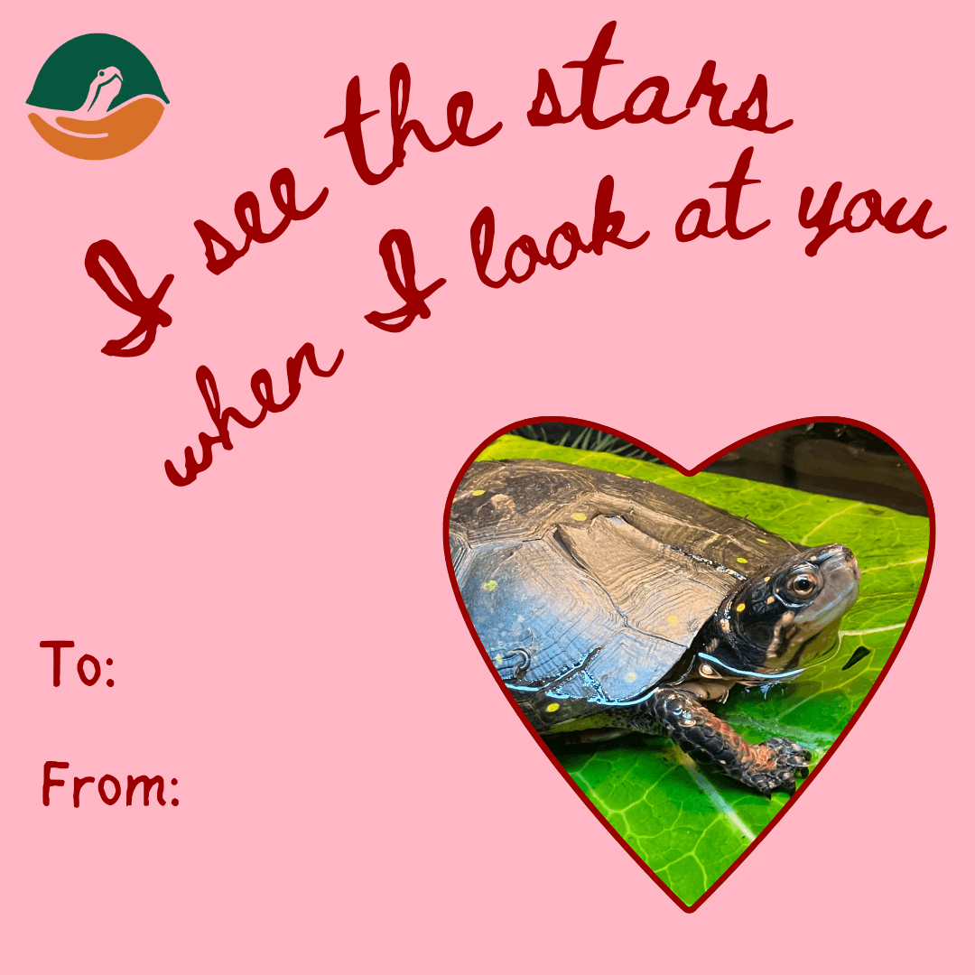 Valentine's Day card featuring a spotted turtle with the text 'I see the stars when I look at you'.