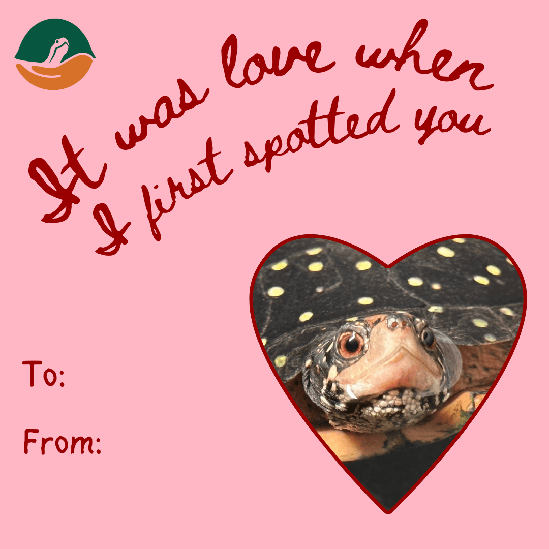 Valentine's Day card featuring a spotted turtle with the text 'It was love when I first spotted you'.