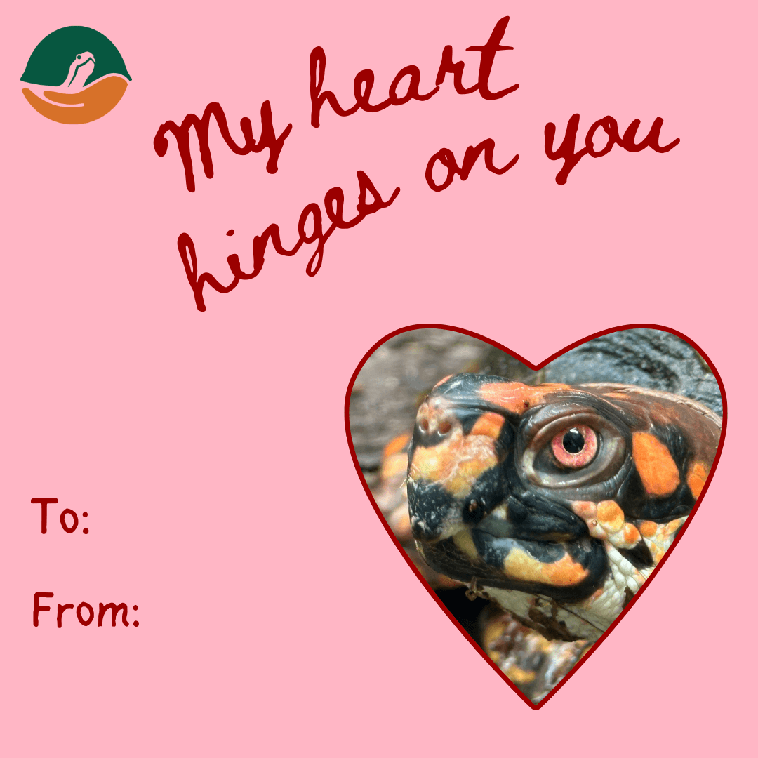 Valentine's Day card featuring an eastern box turtle with the text 'My heart hinges on you'.