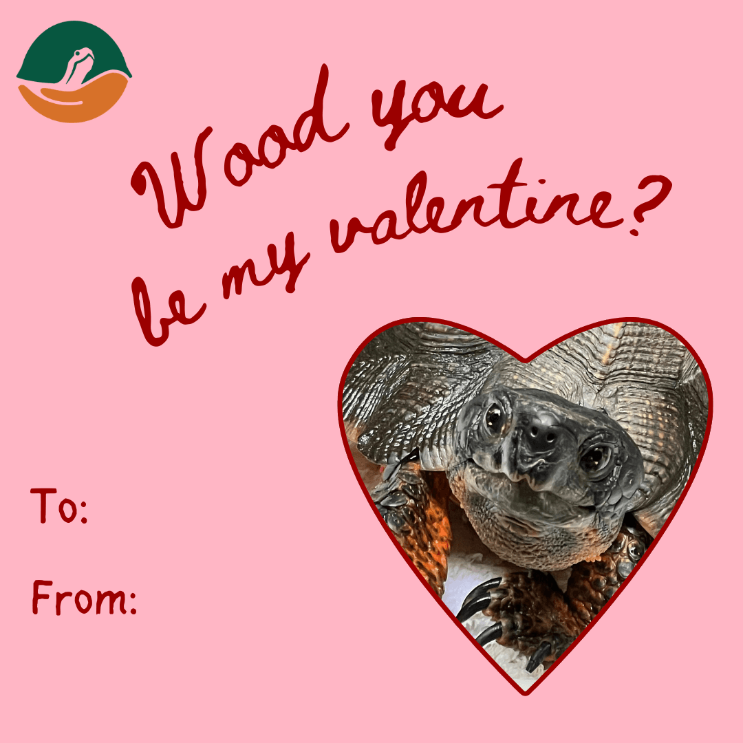 Valentine's Day card featuring a wood turtle with the text 'Wood you be my valentine'.