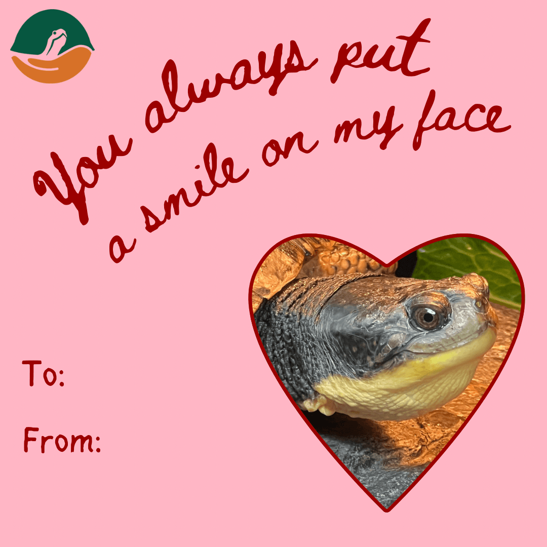 Valentine's Day card featuring a Blanding's turtle with the text 'You always put a smile on my face'.