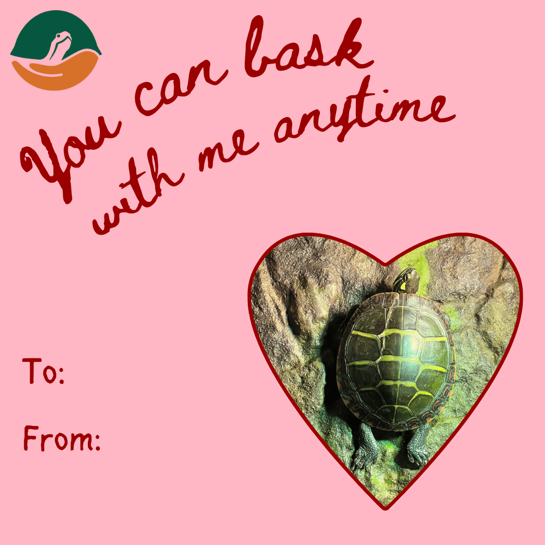 Valentine's Day card featuring a painted turtle with the text 'You can bask near me any time'.