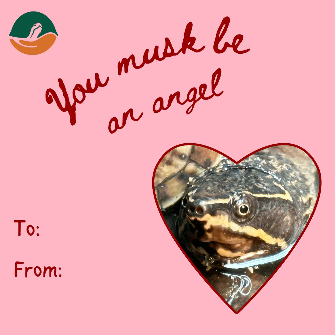 Valentine's Day card featuring a musk turtle with the text 'You musk be an angel'.