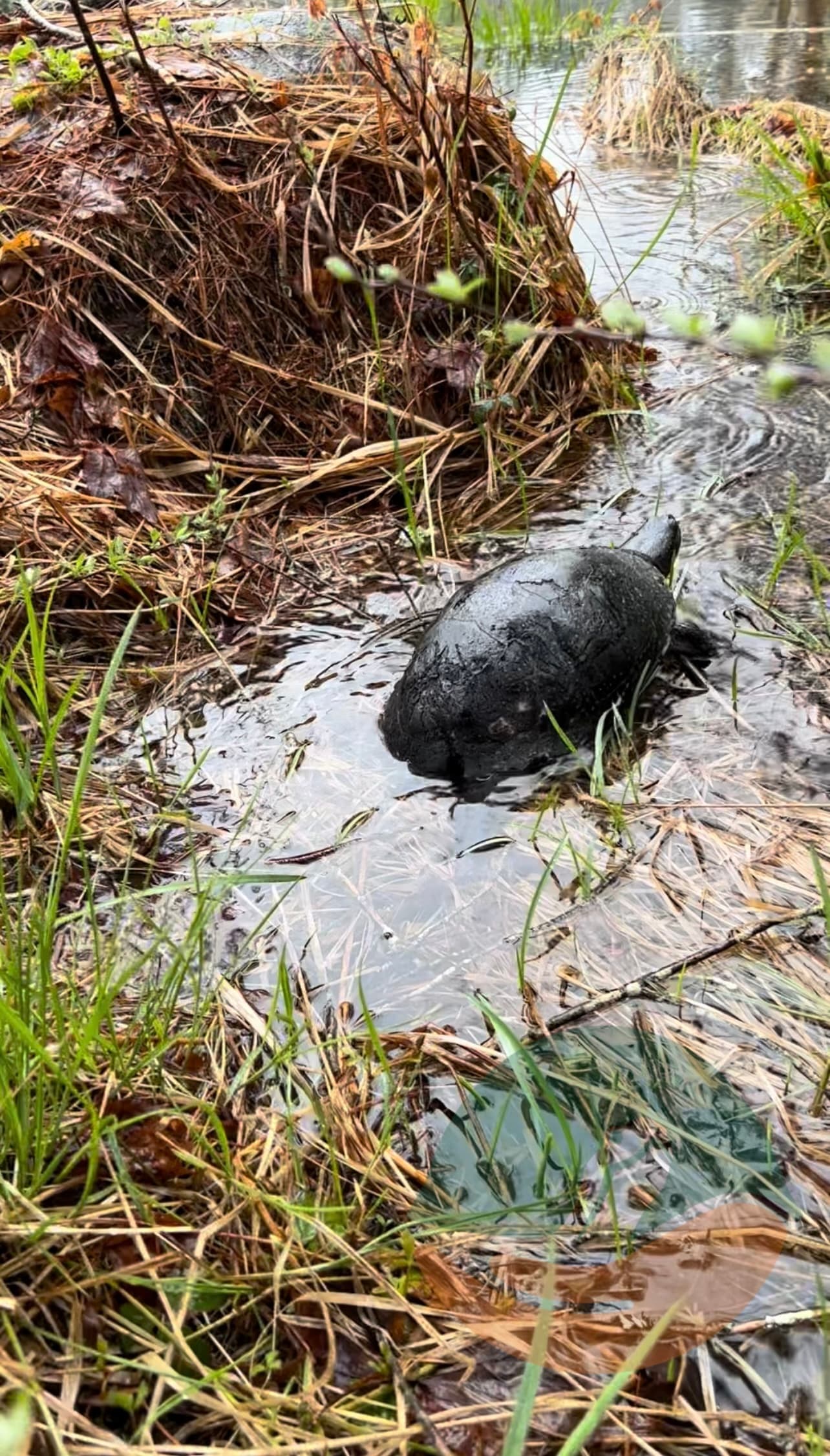 Blanding's turtle during his release.