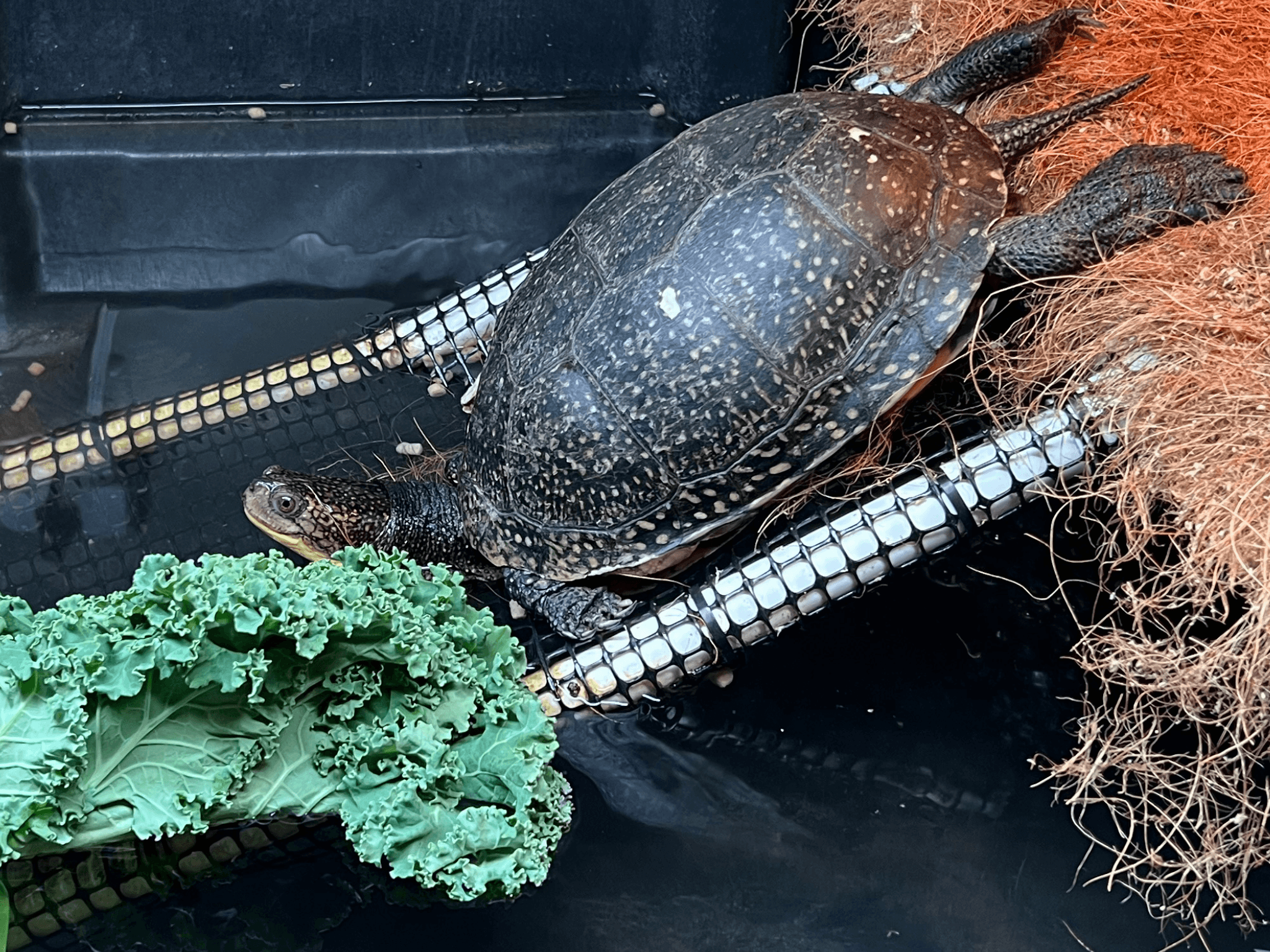 Plum, a Blanding's turtle, relaxing in her rehab enclosure.