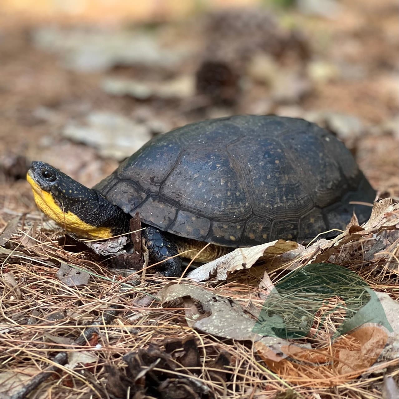 A Blandings turtle on the move