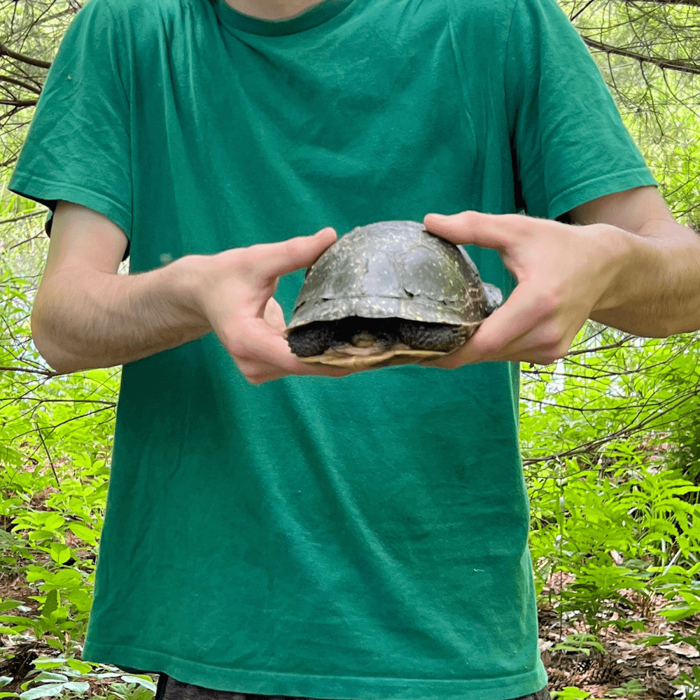 Demonstration on holding a turtle, except a snapping turtle