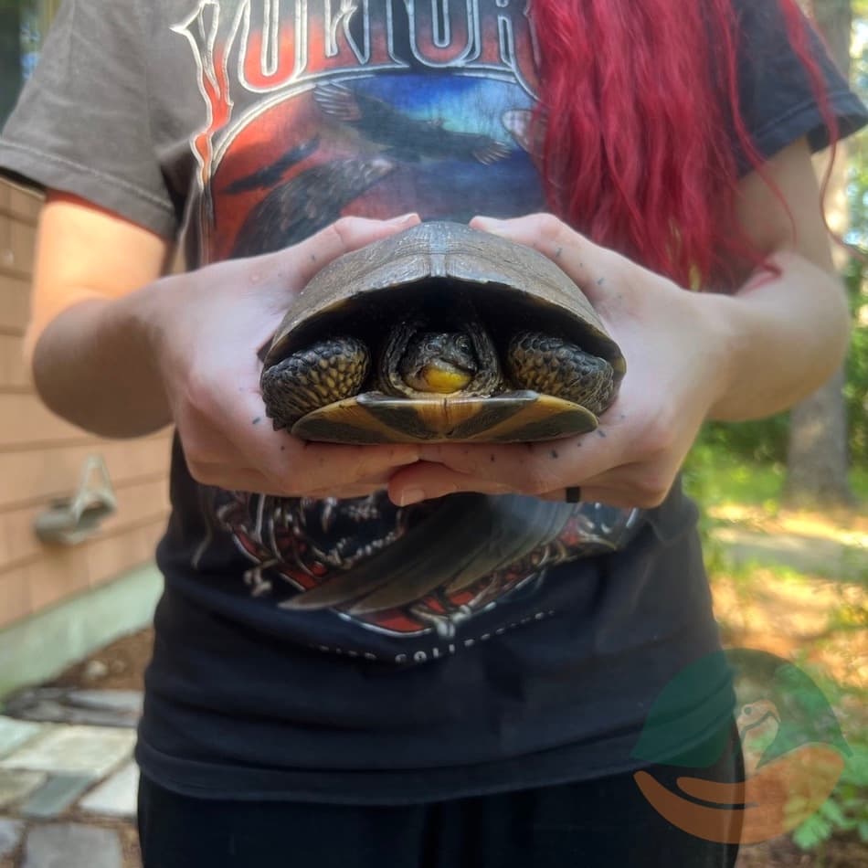 Demonstration on holding a turtle, except a snapping turtle