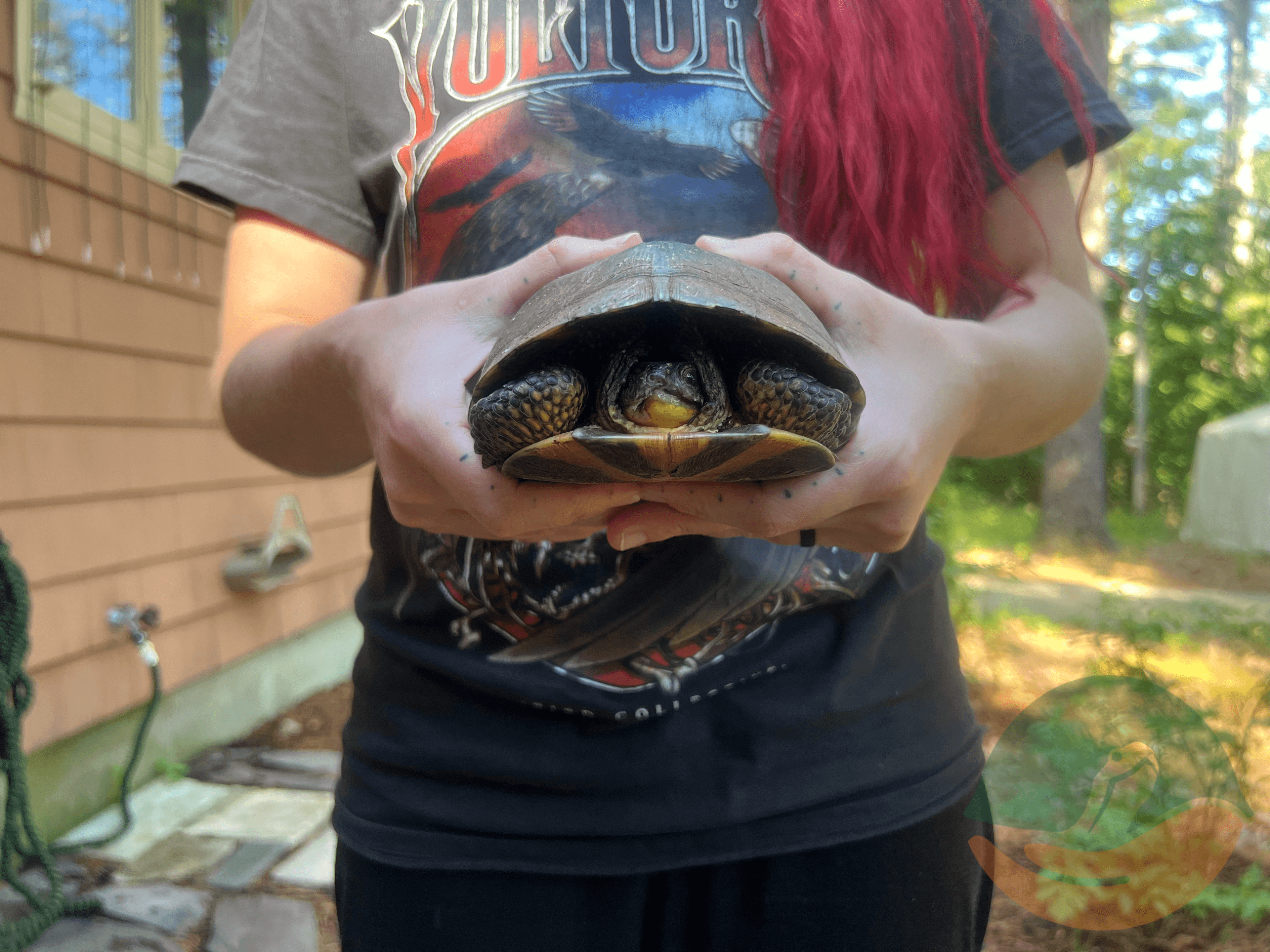 Demonstration of how to handle most turtles in New Hampshire.
