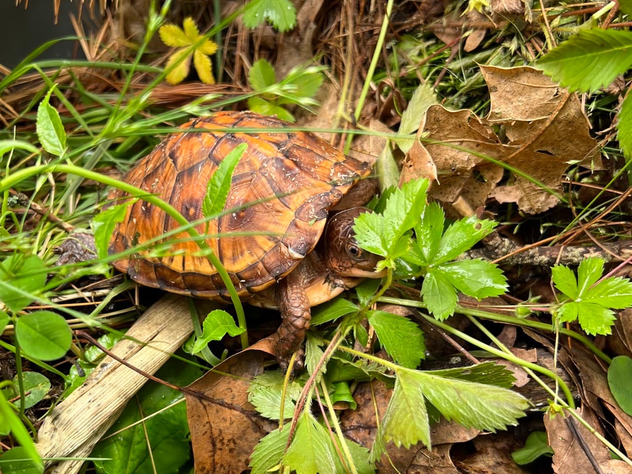 Eastern box turtle hiding amongst vegetation.