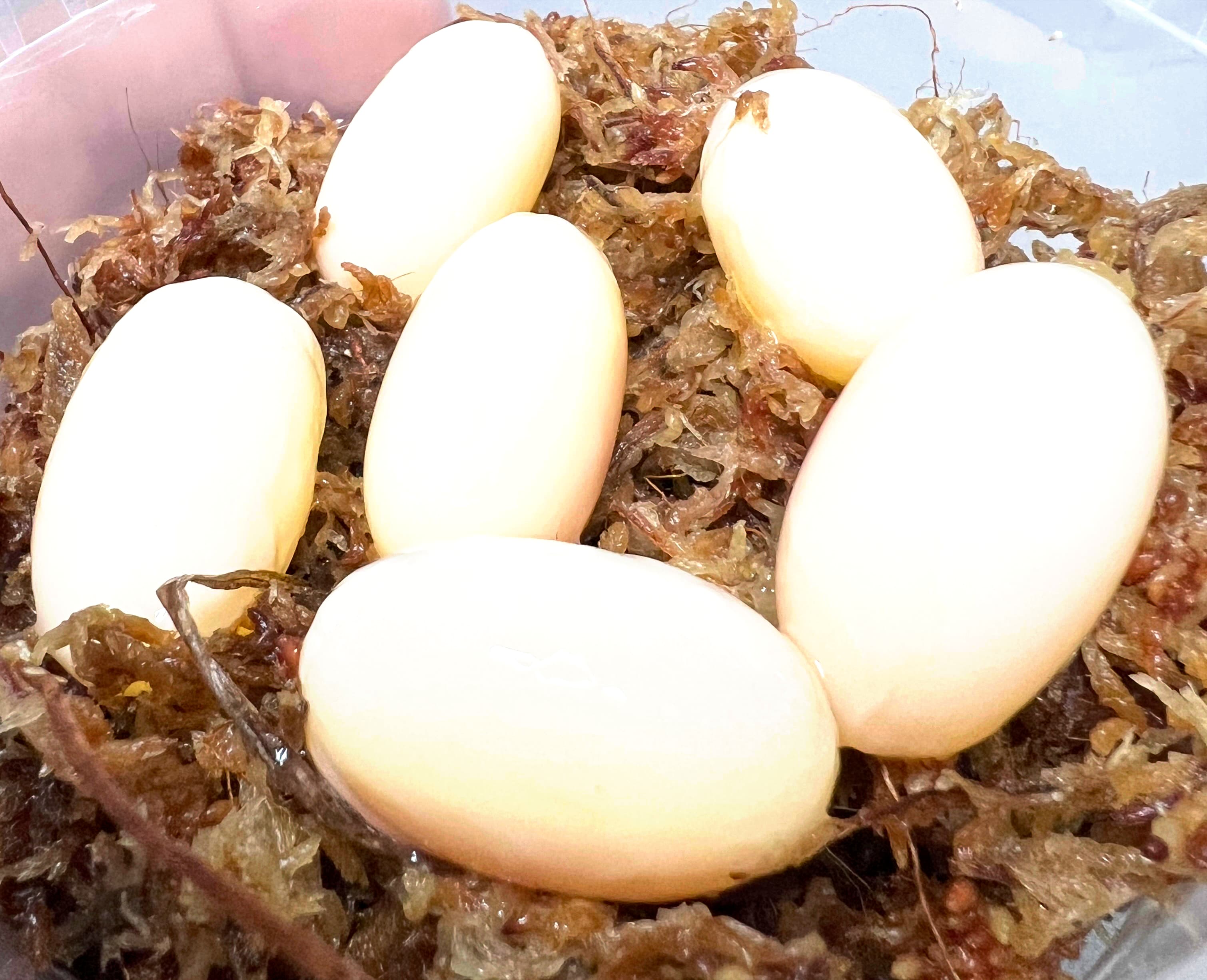 Eastern painted turtle eggs