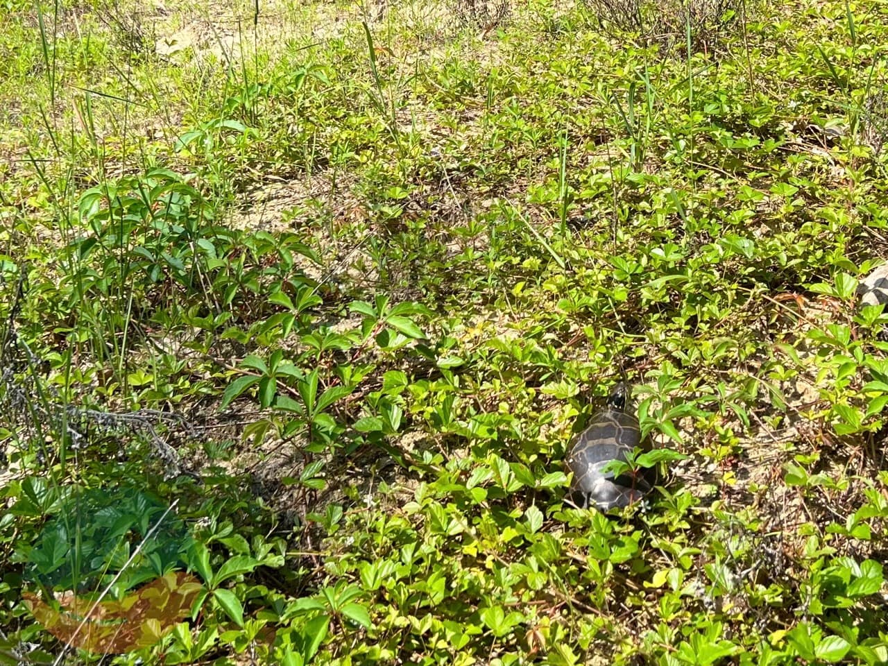 Painted turtle in sandy nesting zone in the wild.
