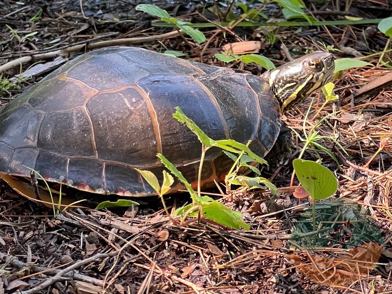 Eastern painted turtle patient during release.