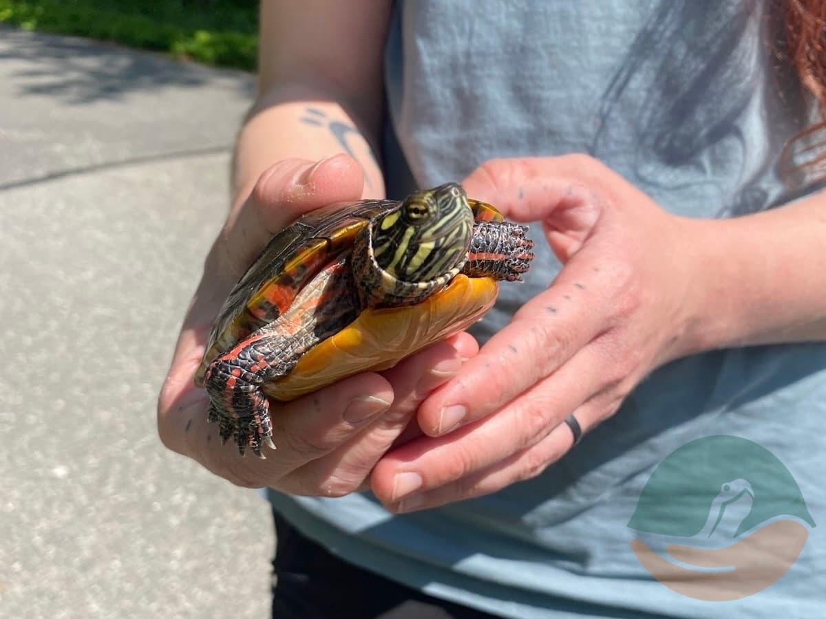 Young painted turtle patient during release.