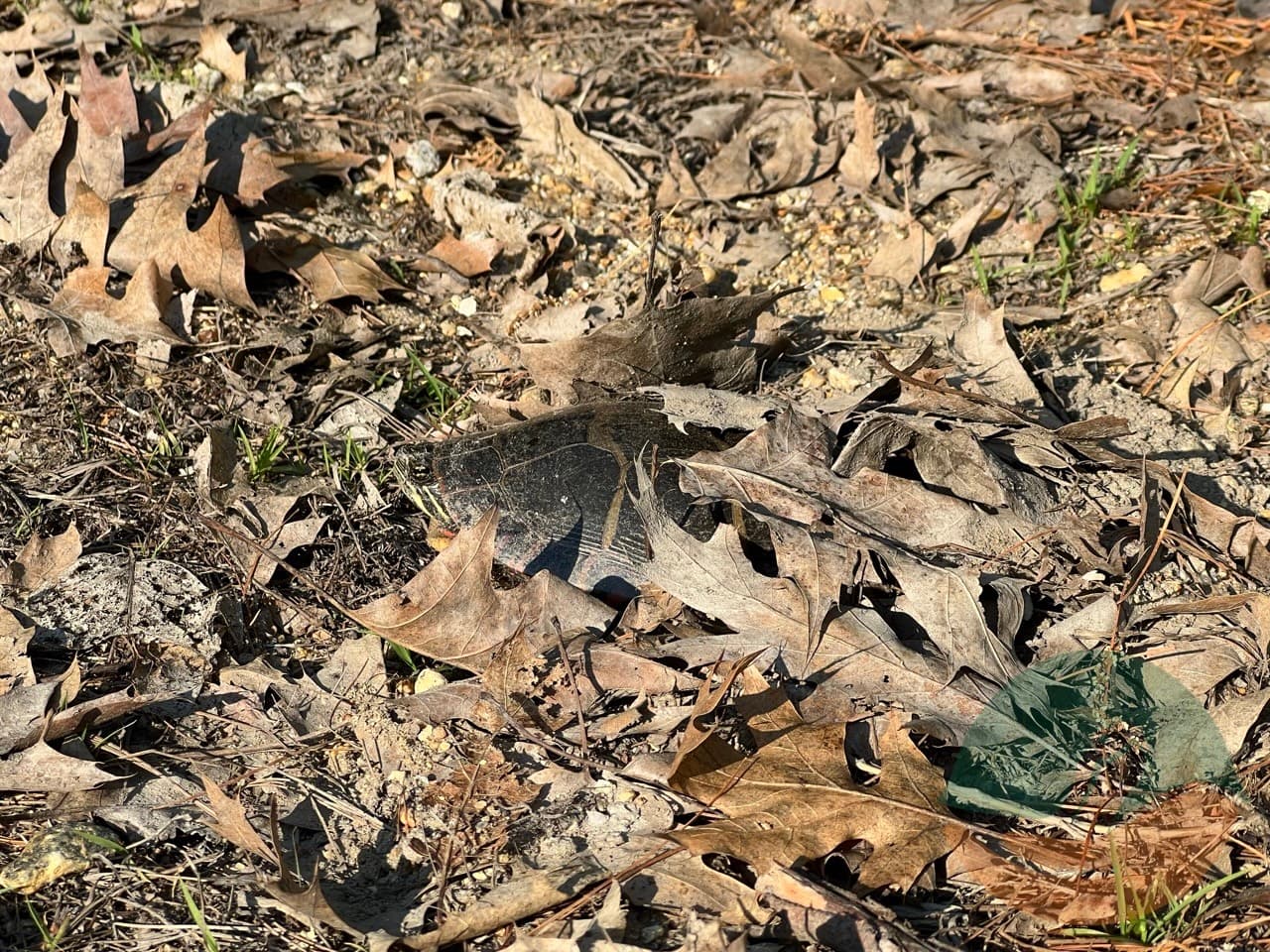 Painted turtle nesting in sand and leaf litter.