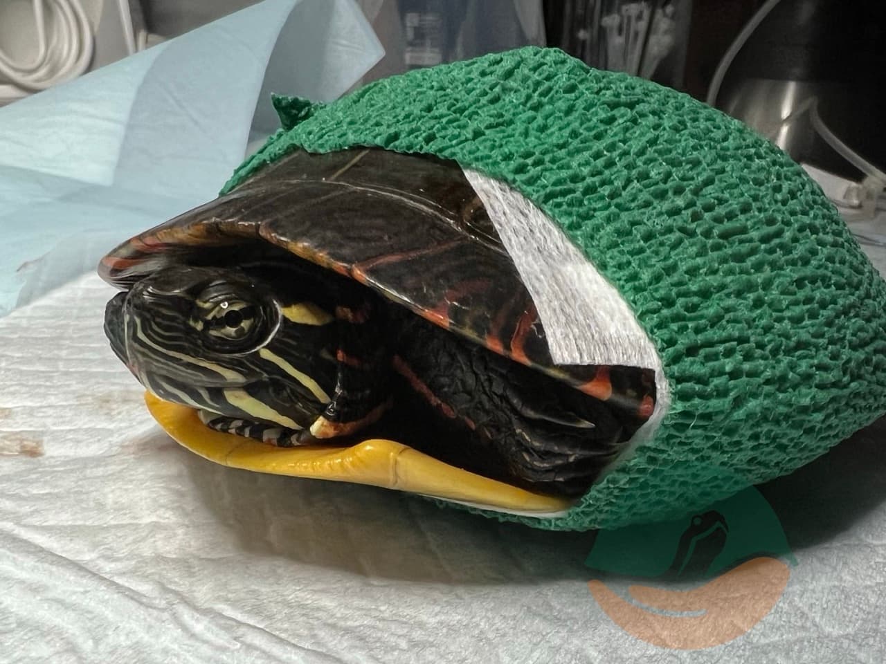 Painted turtle patient with a bandage.