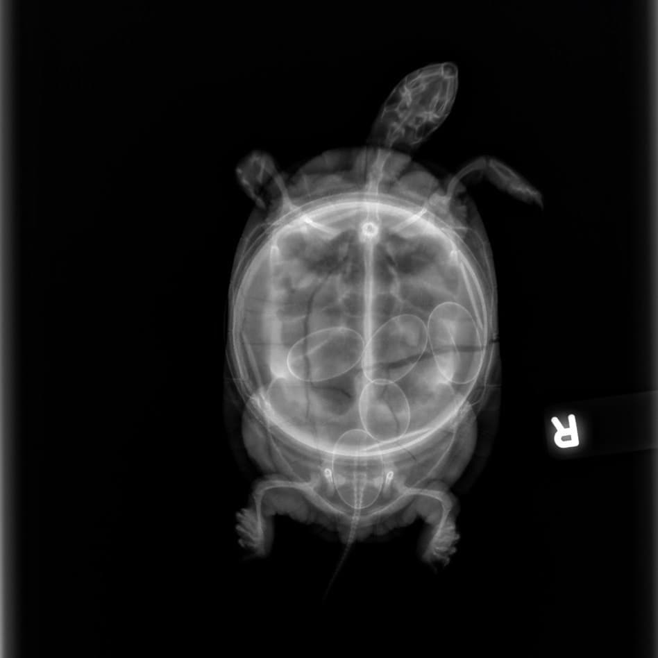 Radiograph of a painted turtle who was gravid (with eggs)