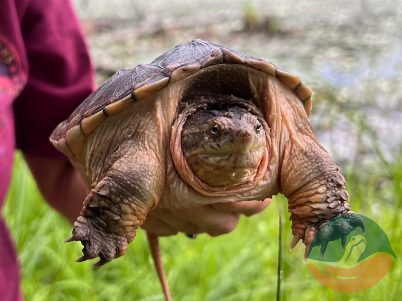 Young snapping turtle during release.