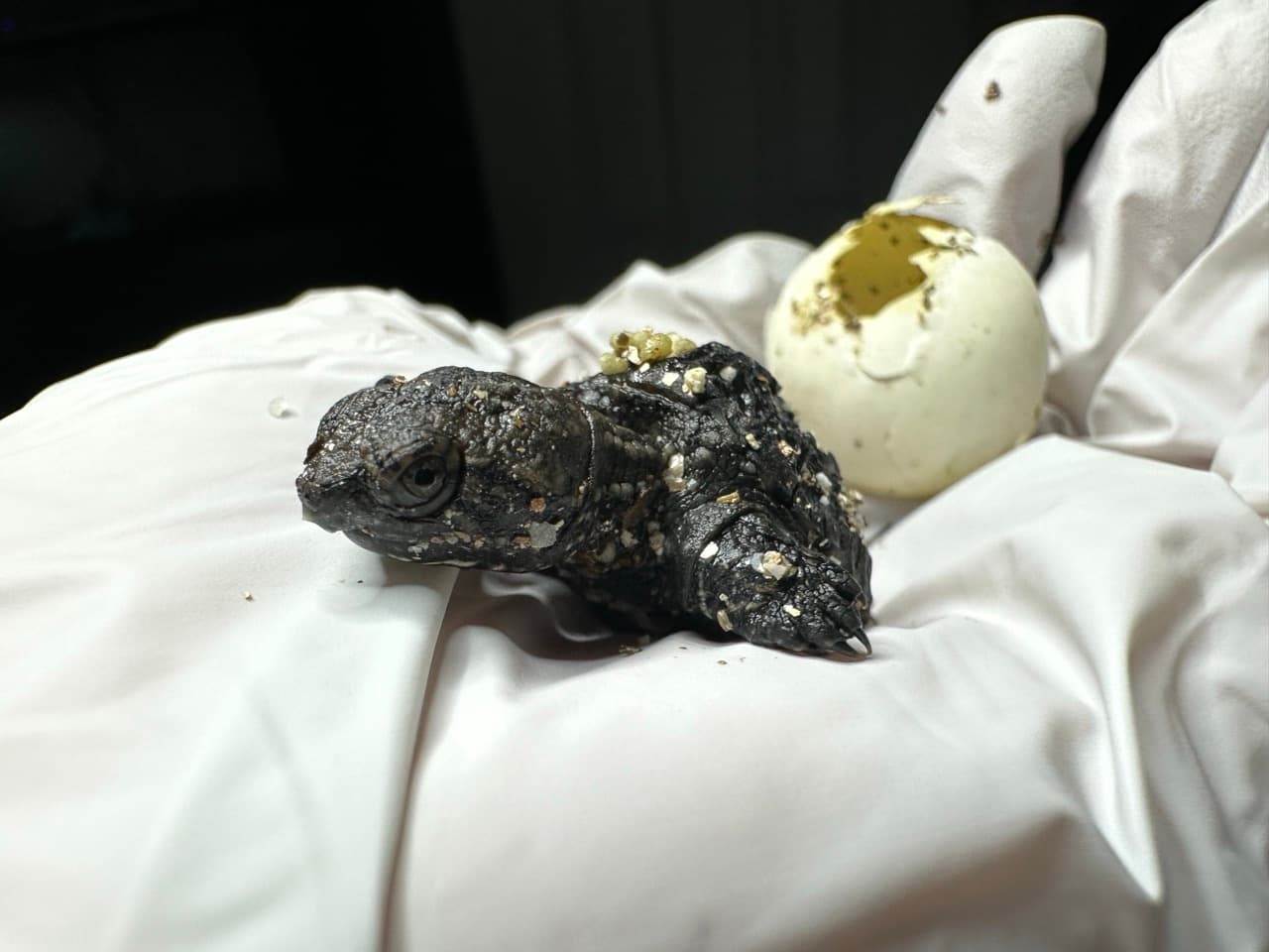 Hatchling snapping turtle incubated at NH Turtle Rescue.