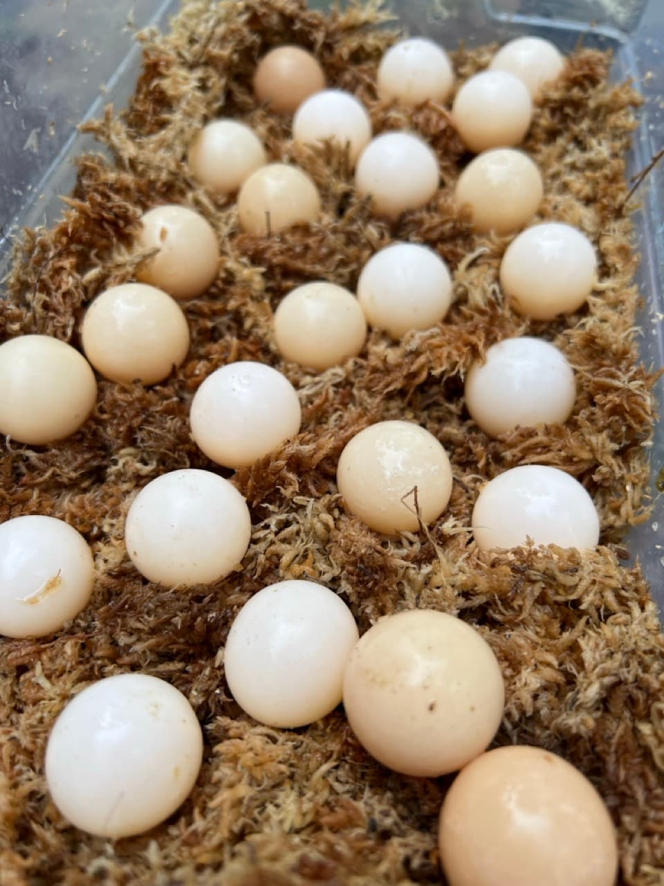 Snapping turtle eggs