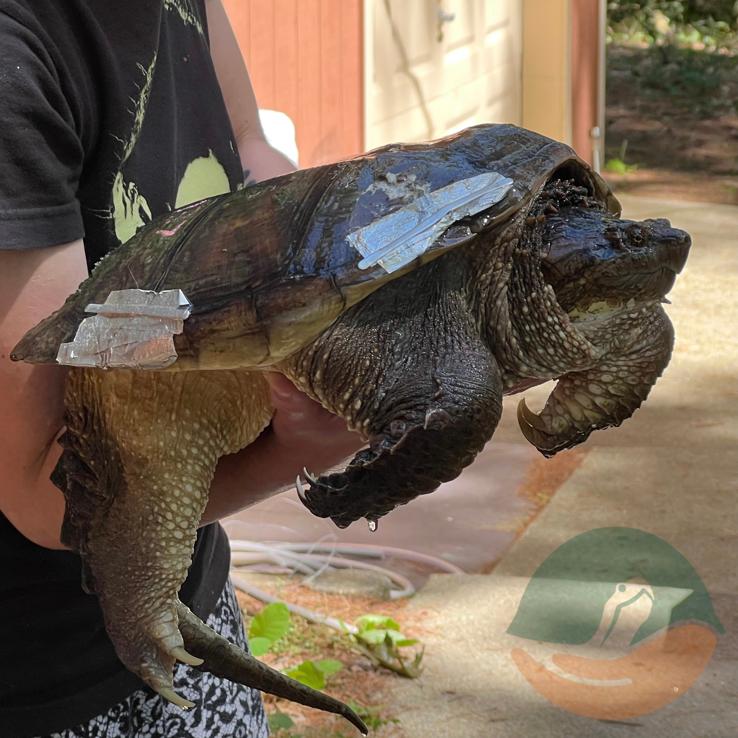 A snapping turtle being held