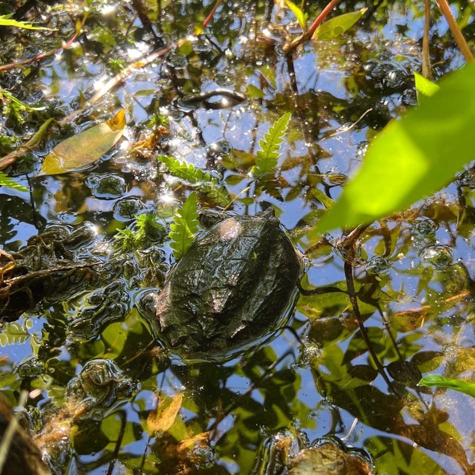 Snapping turtle during release