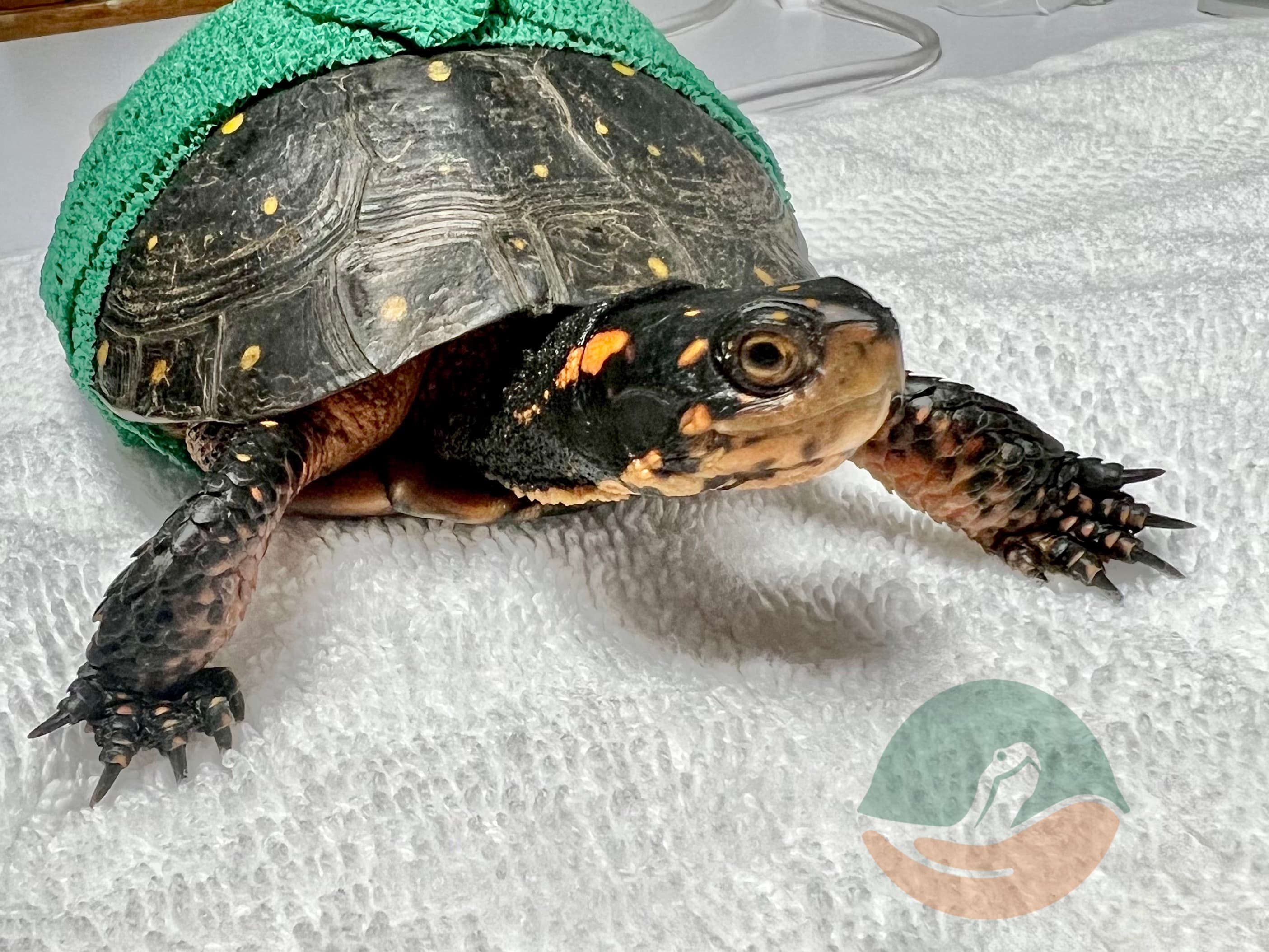 Spotted turtle patient with a bandage.
