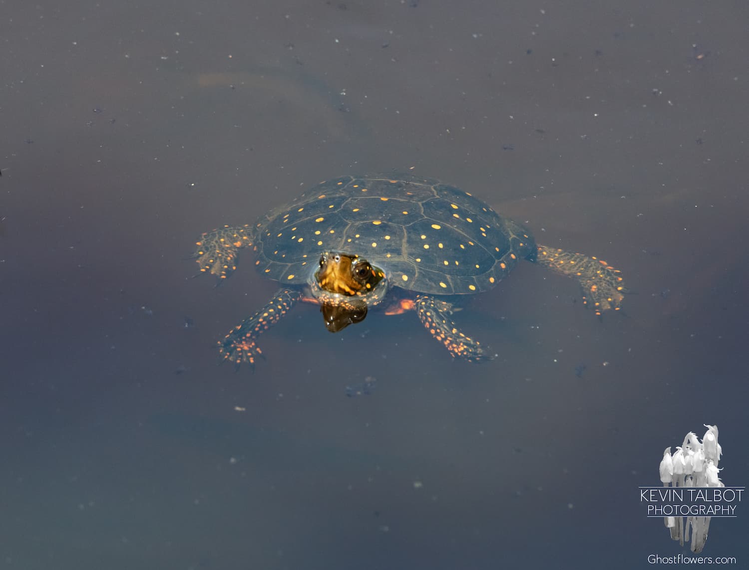 Spotted turtle