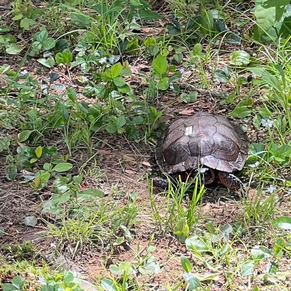 Wood turtle basking in the wild