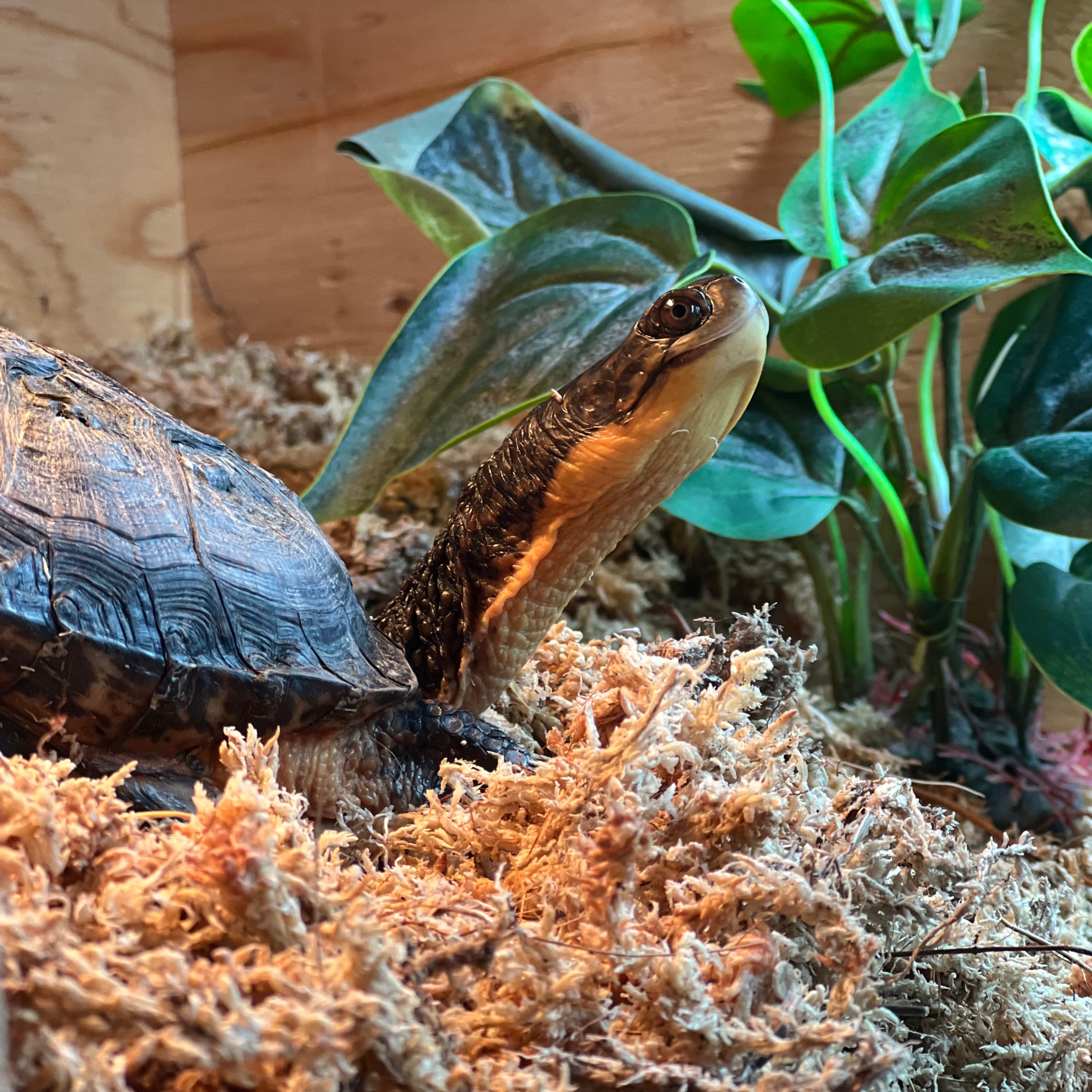 Closeup of beautiful Elvira in December 2024